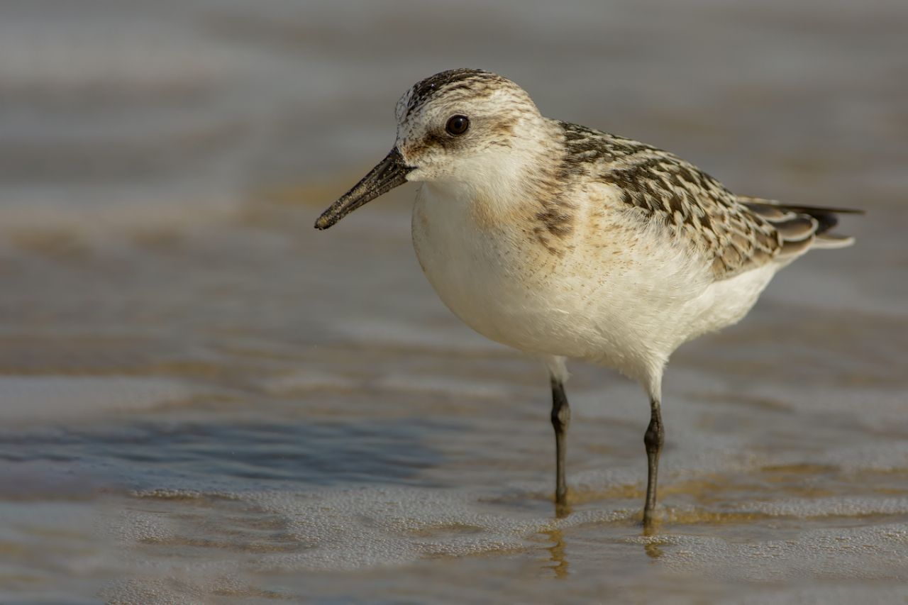 Piovanello tridattilo (Calidris alba)